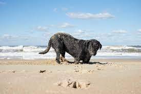 O Grande Cão: Relatos de uma imbitubense