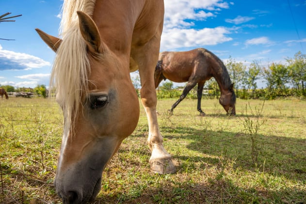 UK Trainer Jailed, Breeders’ Cup Lawsuit & Preakness Date Shakeup 🐎🌎💥