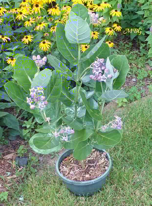🪴 Growing Milkweed in Containers 🪴