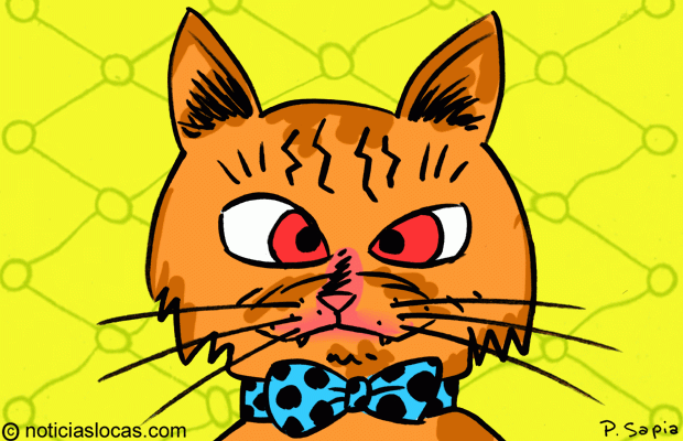 Gato bizco se convierte en estrella de Instagram