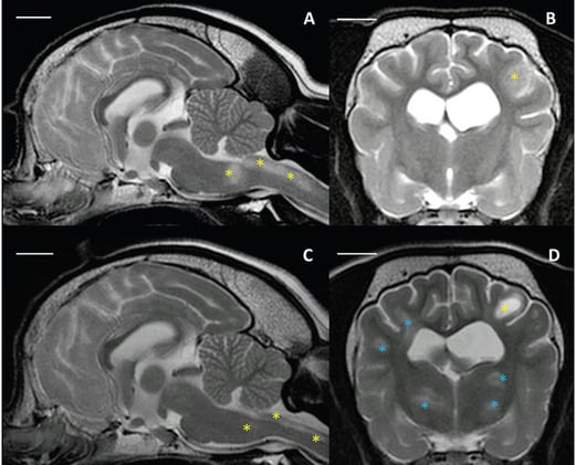 Relapsing MUO in Dogs: New MRI & CSF Clues Every Clinician Should Know