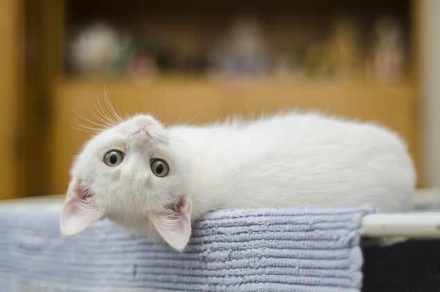 🤖AI Collars, Salmonella Scare & a Tiny Cat with Sticky Paws—Weekend Pet Briefing