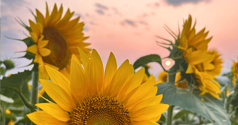 🐝Carnivals, Flower Fields: 5 Events to Love + Frederick’s Newest App