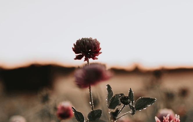 Rejoicing in Salvation Honors God