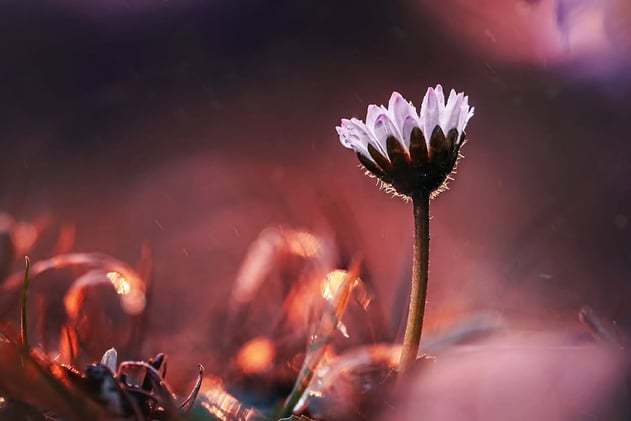 See Flowers as Fine Art - With a Macro Lens
