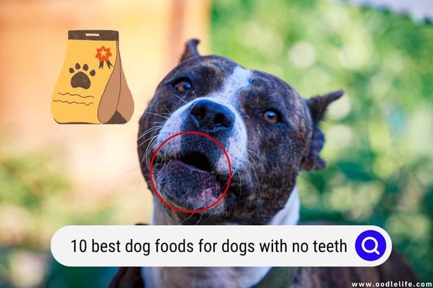 10 Best Dog Foods For Dogs With No Teeth 