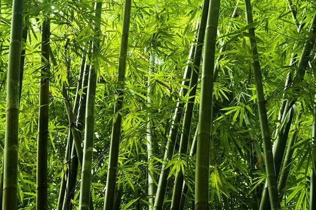 Be a Bamboo Tree