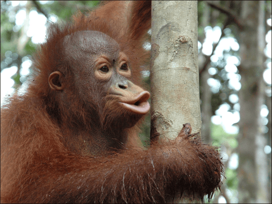 📖 Are Christianity and Science Inherently Opposed?