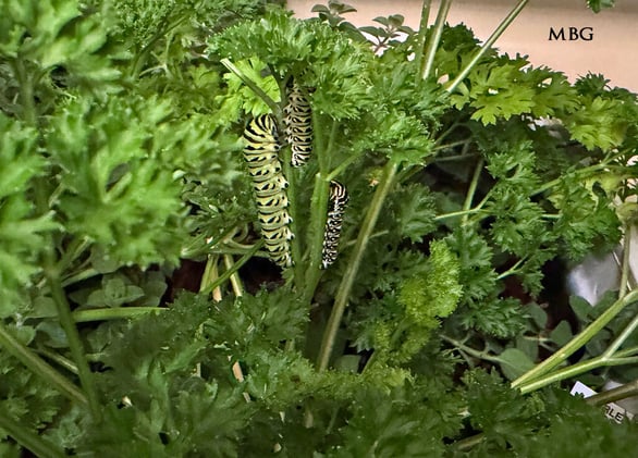 Are Native-ONLY Wildlife Gardens Starving Migrating Monarchs❓☠️ 🦋 😱