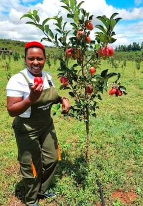 Wambugu Apple Farming Kenya – Step-by-Step Guide