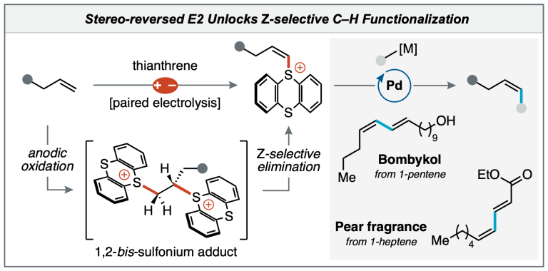 E2, Brutus? How Electrochemistry Flipped a Textbook Rule