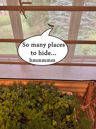 🖤 Swallowtail CHRYSALIDES- 3 and Counting 🌿🐛