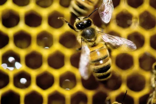 Descubrieron abejas zombies en Estados Unidos