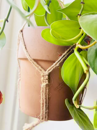 Eiko Integrative Therapies: Gift certificates, holidays, winter ritual, chaga, plant hangers. 