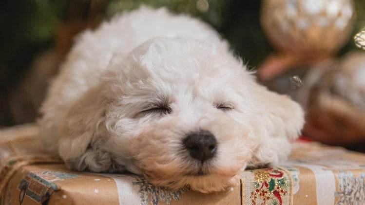 🐕 Rescued Bichon finds his happy ending