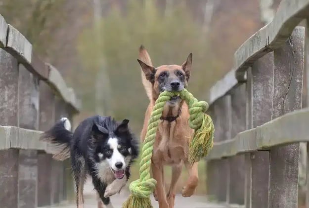 10+ Ways to get your dog's crazy energy out.