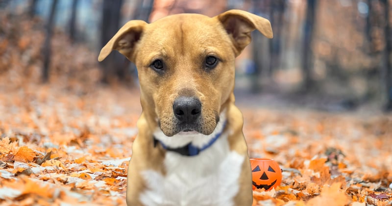 Halloween & Pit Bulls