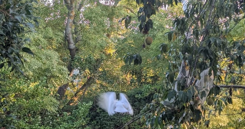 🐆 Is the Gippsland panther real?