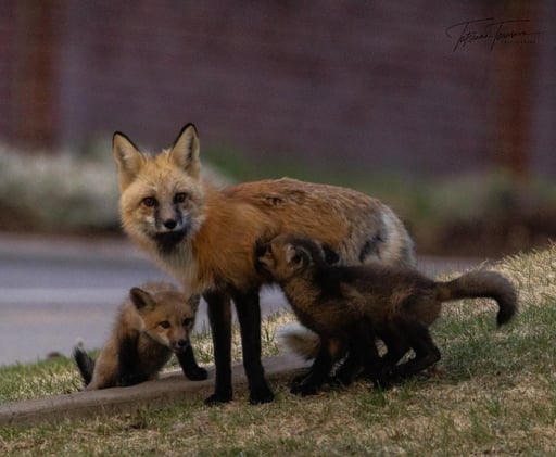 🤠 Fox Tales & 75° Trails