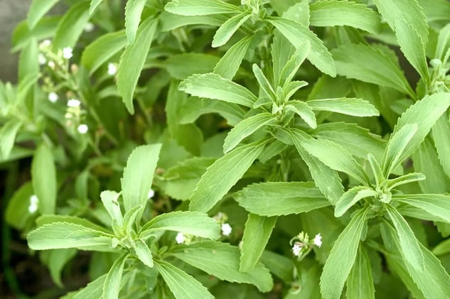 Is Stevia Really Safe? 