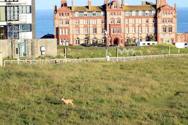 June 18 - Deer spotted up on the Headland