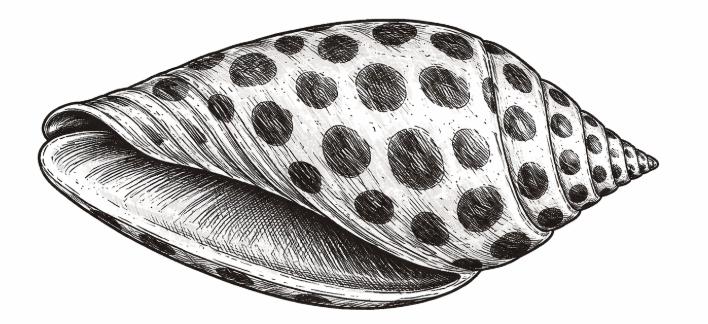 DISCOVER 🐚 P’COLA - A RARE FIND