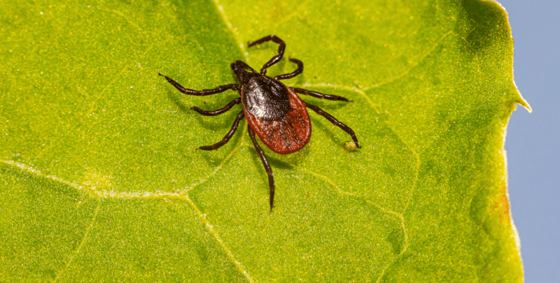 Tick Season Is Already Here and Most Parents Aren't Ready