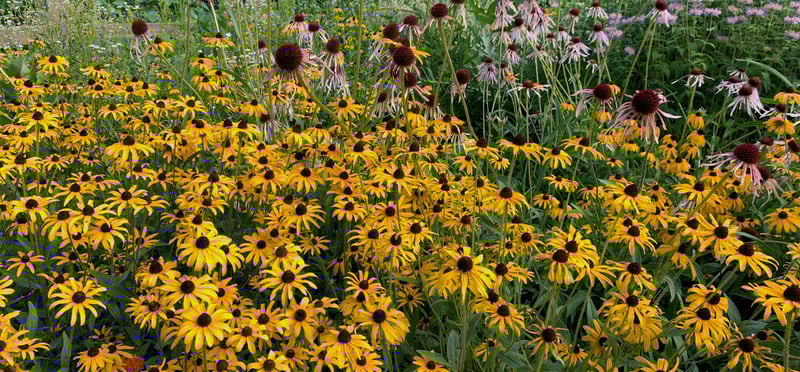 Vital Sparks: God’s Garden