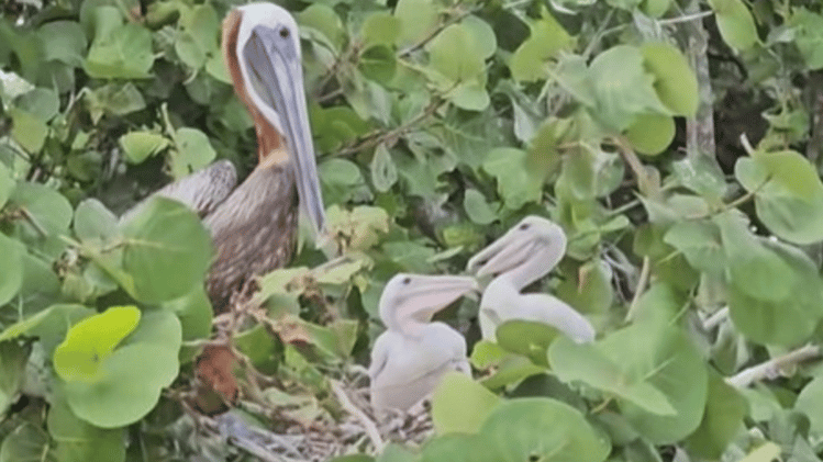 Baby pelicans = muppets 😆
