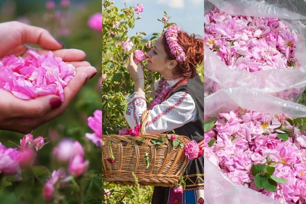 Experience the Magic of the Rose Festival🌹