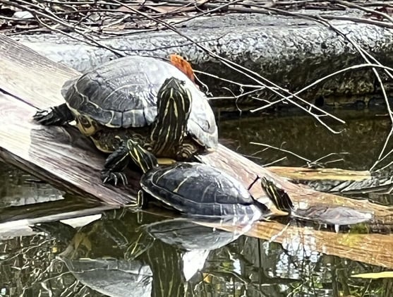 Poot says it's Spring