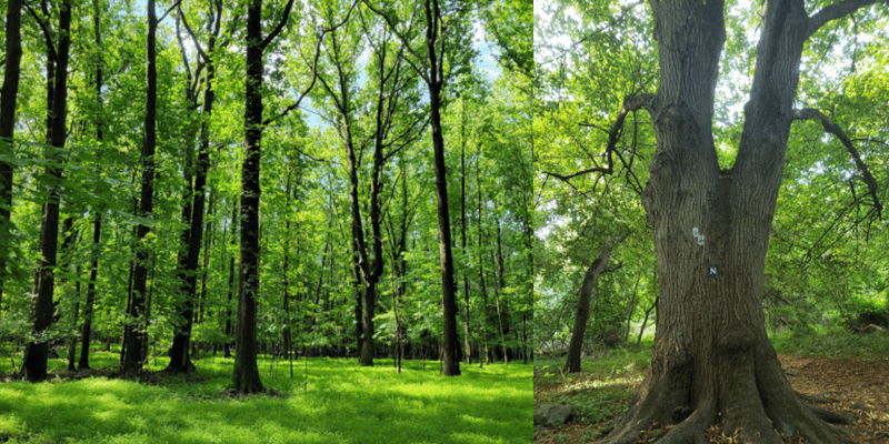 Review: Staten Island Greenbelt
