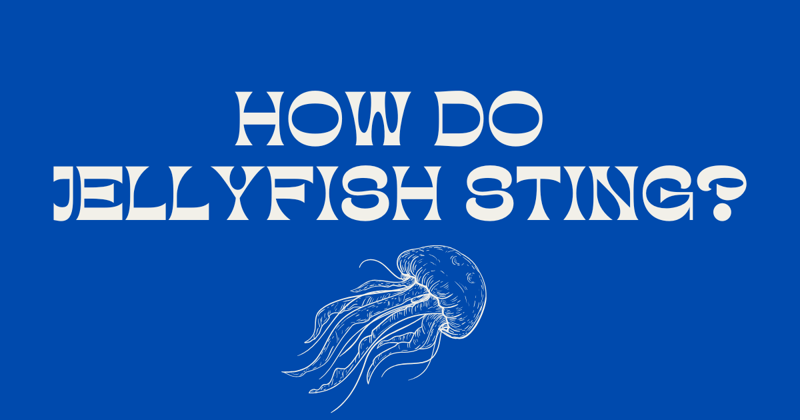How Do Jellyfish Sting?