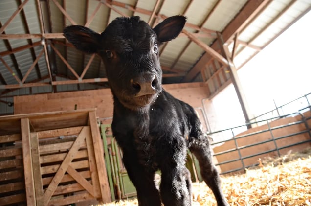 🐄 Choosing Your Calving Season