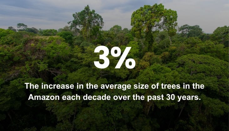 🌅 Trees in the Amazon Are Getting Bigger and Resisting Climate Change