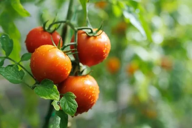 Galapagos Tomatoes Show Signs of "Devolution"