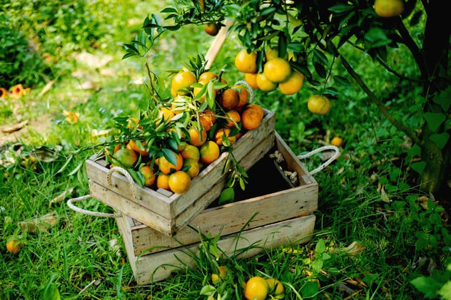 Pull The Weeds For Spiritual Growth