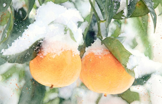 South Africa's Valencia Orange Industry Overcomes Shortfall