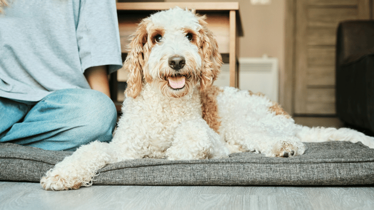 🐕 Wish your dog could tell you what's wrong?