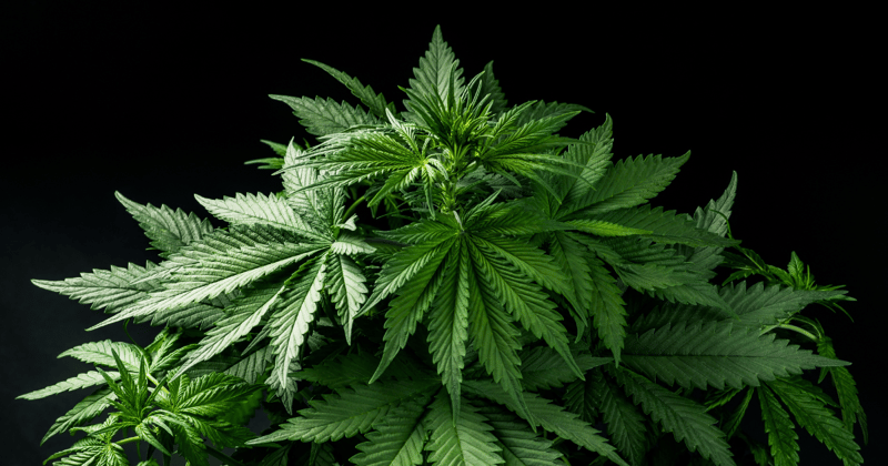 Navigating the Green Wave