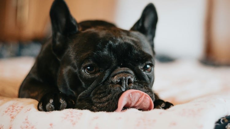 🐕 Win free dog treats