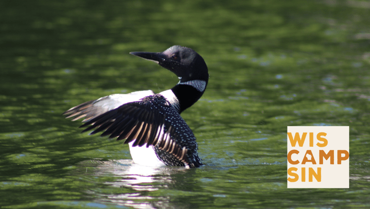 Why are Loons disappearing?