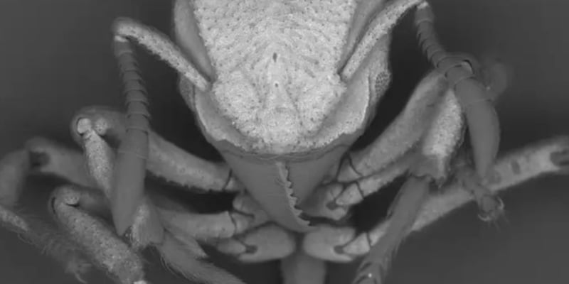  🐜 Vol 172: The ants turning CO2 into rock