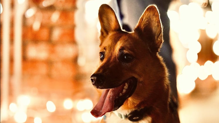 🐕 The trick to saving at the vet