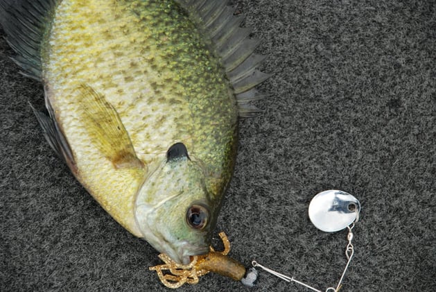 The Secrets Of Landing Monster Bluegills