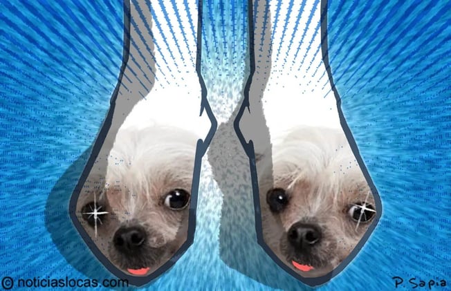Ahora podés tener medias personalizadas con la cara de tu perro