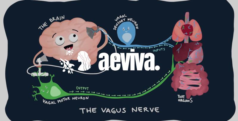 Your Body Has a Built-In Anti-Inflammation Switch. Most People Have No Idea It Exists.