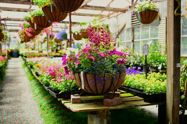 Sarah Raven Kitchen & Garden Ltd - Administration
