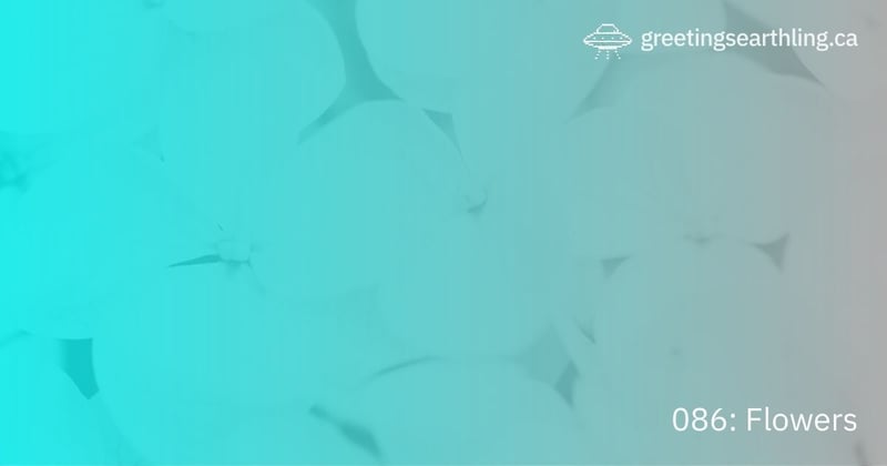 Transmission 086: Flowers