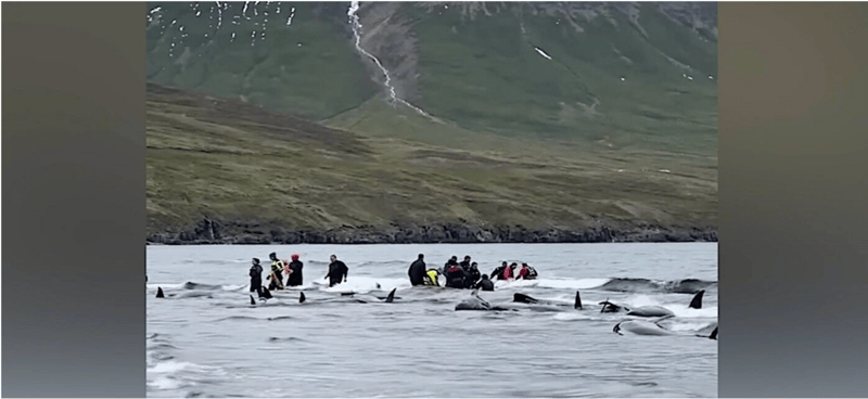 Heroic Locals Save Dozens of Whales in Mass Stranding on Icelandic Beach